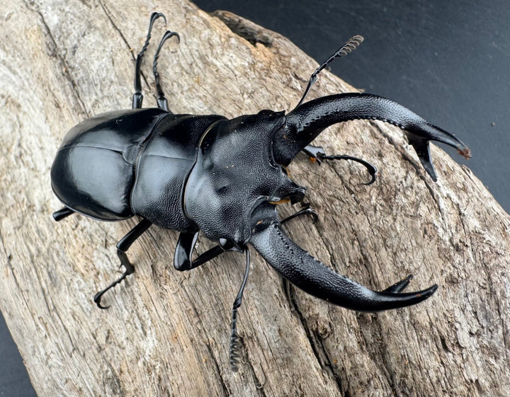 【WD】《ブケットフタマタクワガタ 72mm ペア》