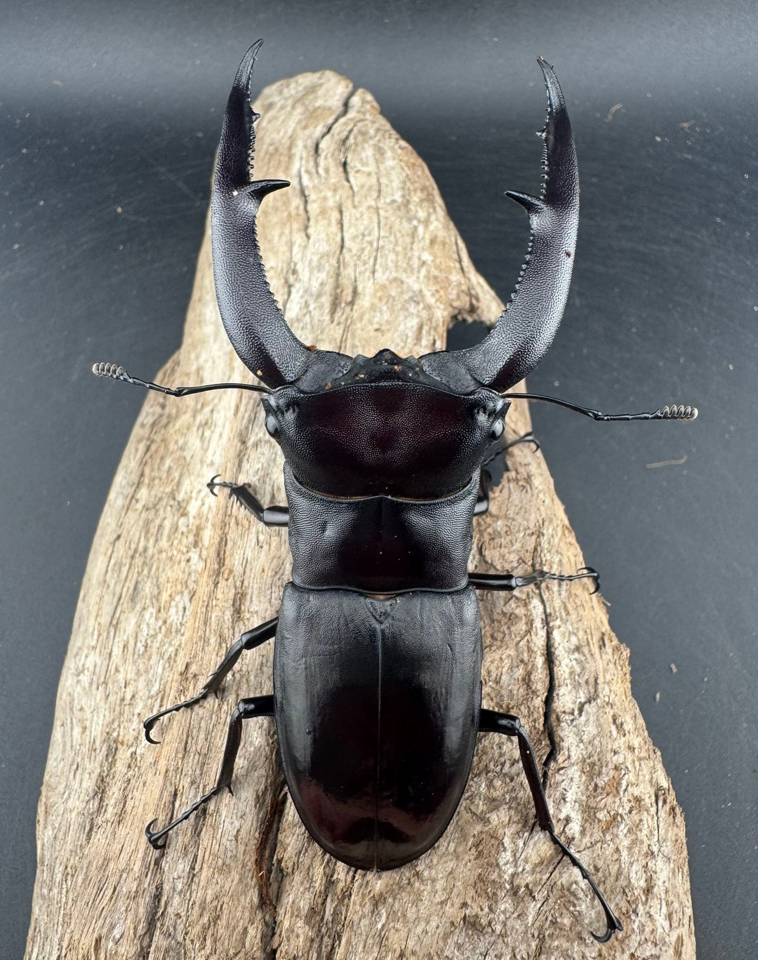 【WD】《マンディブラリスフタマタ 101mm ペア》