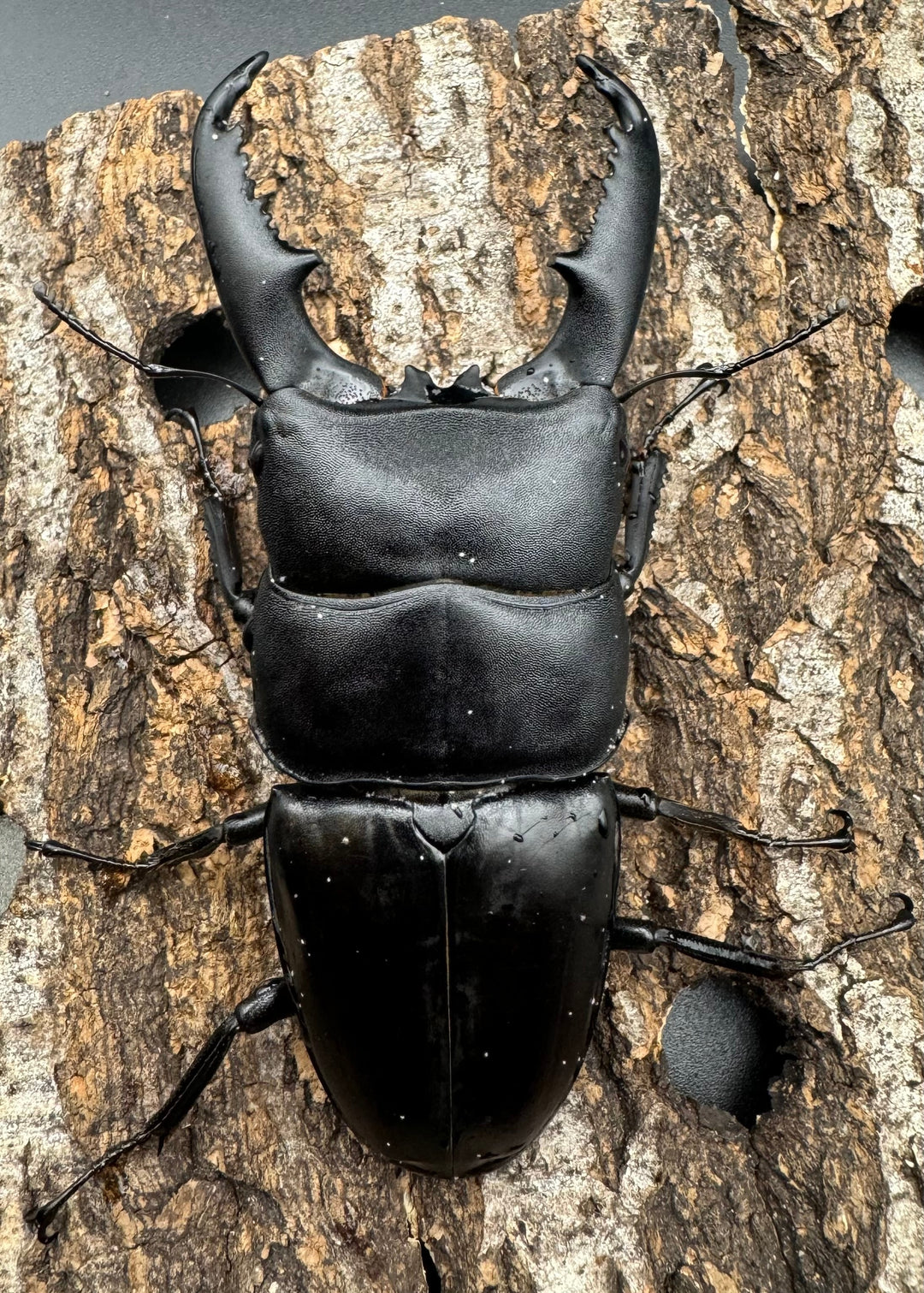 【WD】大型《ミンダナオヒラタ 93mmUP ペア》