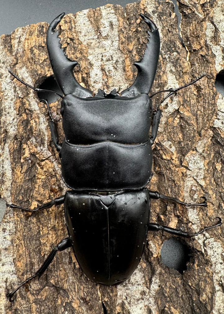 【WD】大型《ミンダナオヒラタ 93mmUP ペア》