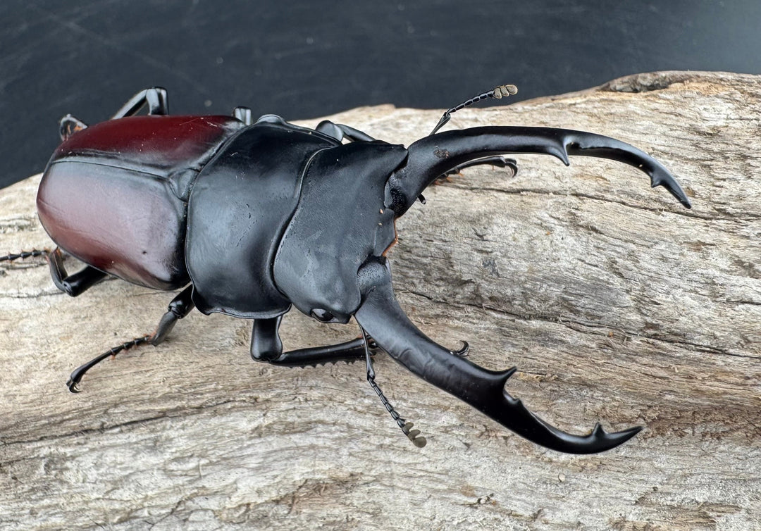 【WD】《ドンキエルコクワ原名亜種 72.5mm ♂♀♀トリオ》