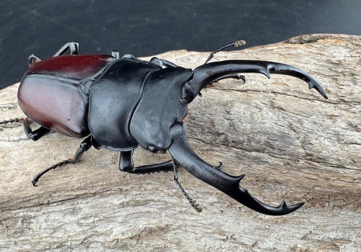 【WD】《ドンキエルコクワ原名亜種 72.5mm ♂♀♀トリオ》