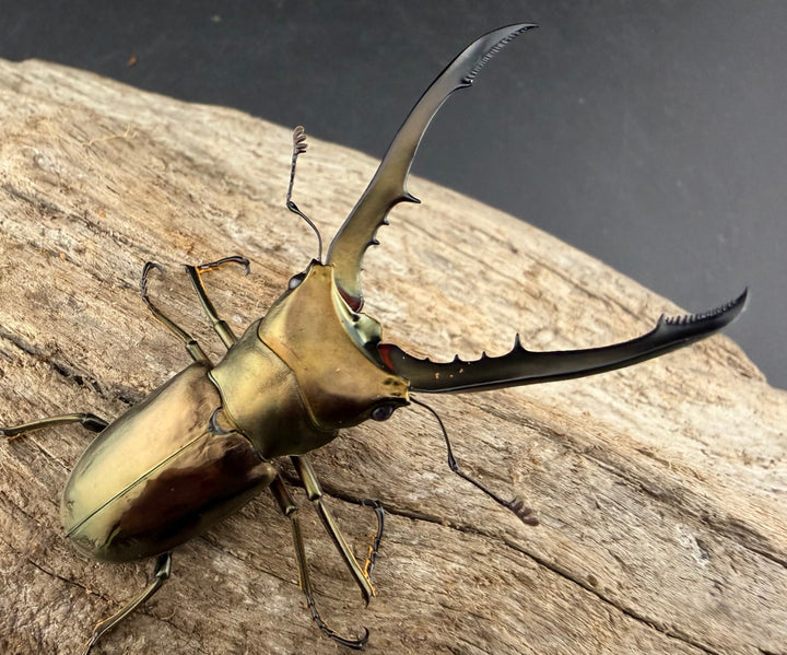 《メタリフェルホソアカ亜種イソガイ 61mm ペア》