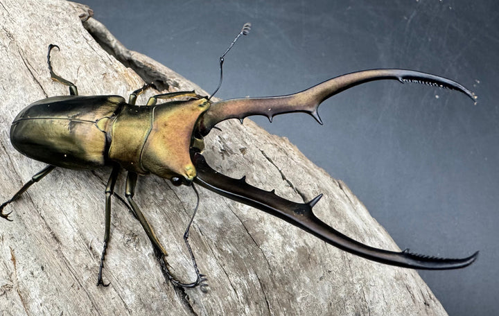 【WD】《メタリフェルホソアカ亜種finae 85mm ペア》