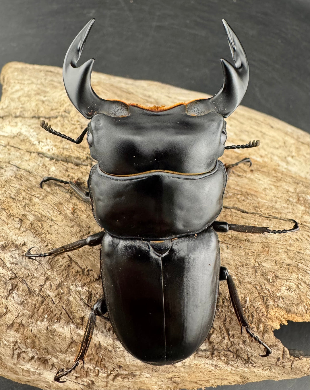 《マレーアンタエウスオオクワ 74mm ペア》