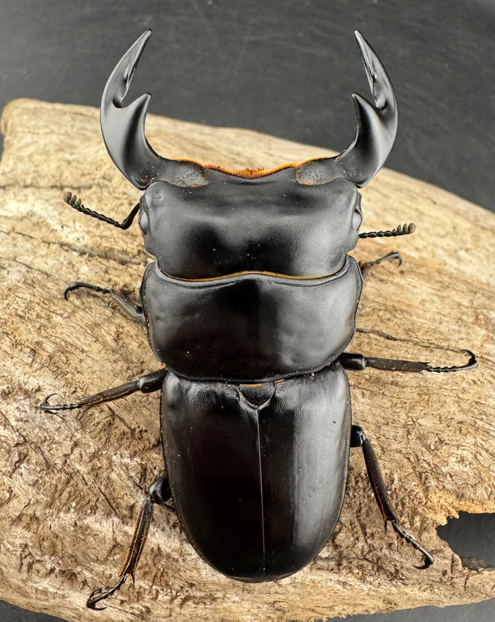 《マレーアンタエウスオオクワ 74mm ペア》