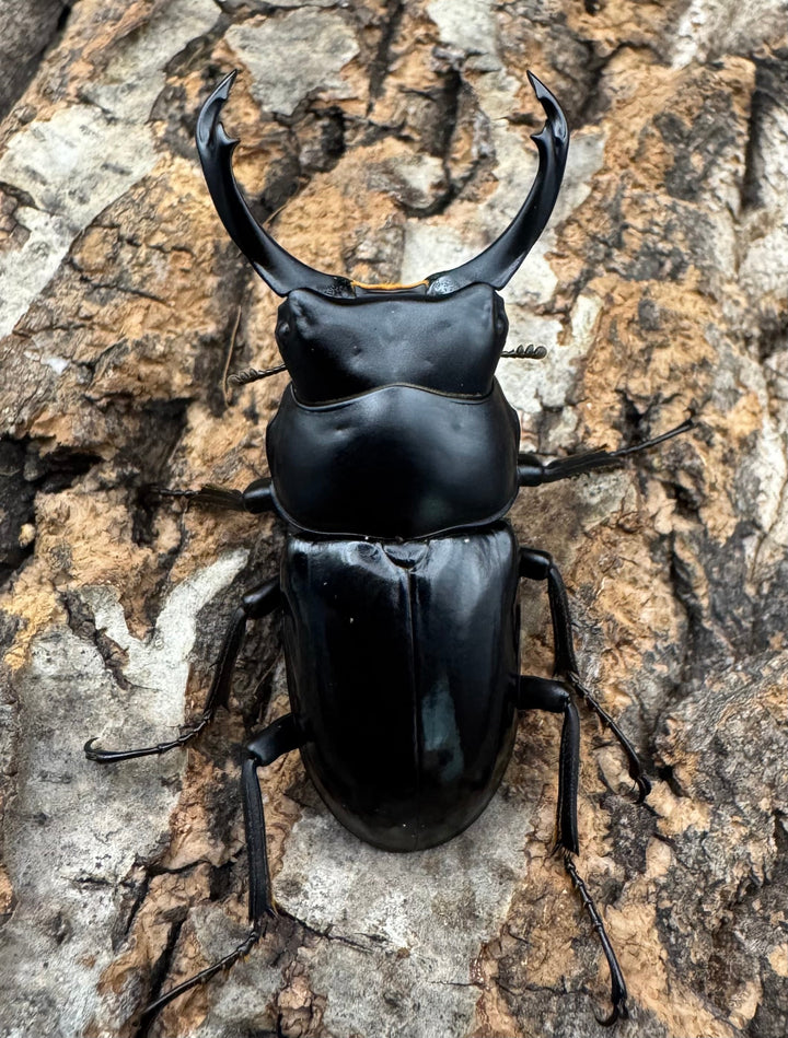 【WD】《シネンシスコクワ ssp. 怒江亜種 46mm ペア》