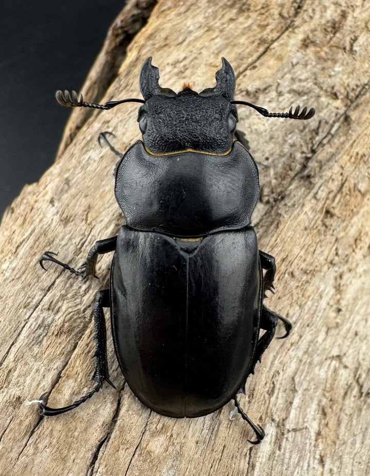 【WD】《ハヤシミヤマ（ハンスミヤマ） 38mm ♀単》