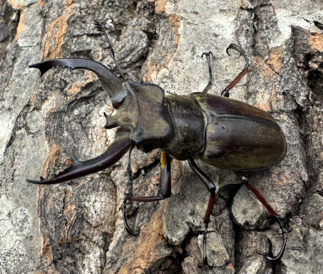 【WD】《チベットミヤマ原名亜種 50mm ペア》