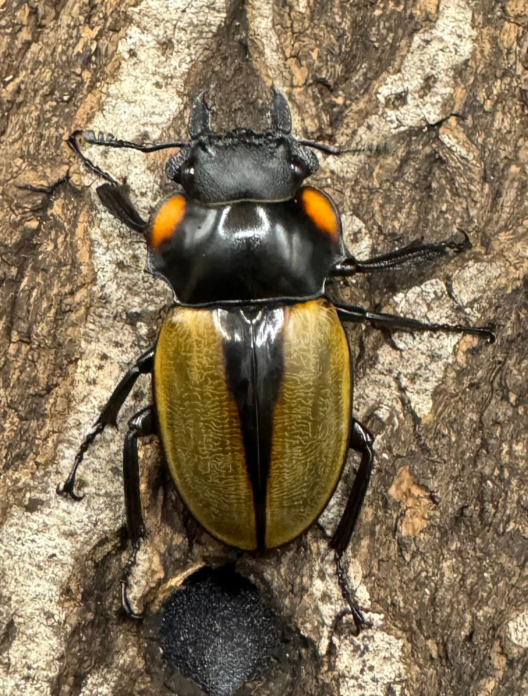 【WD】《ラコダールツヤクワガタ 76mm ペア》