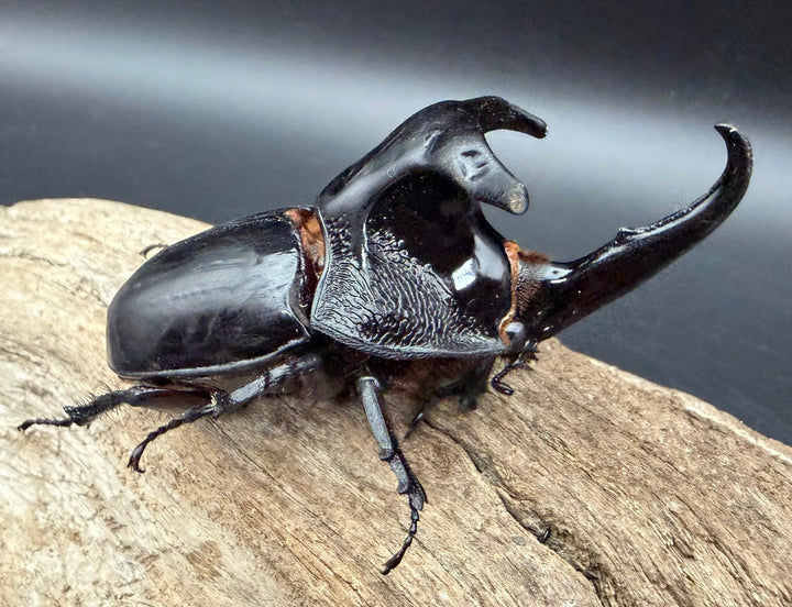 【WD】《オオツノメンガタカブト 69mm ペア》