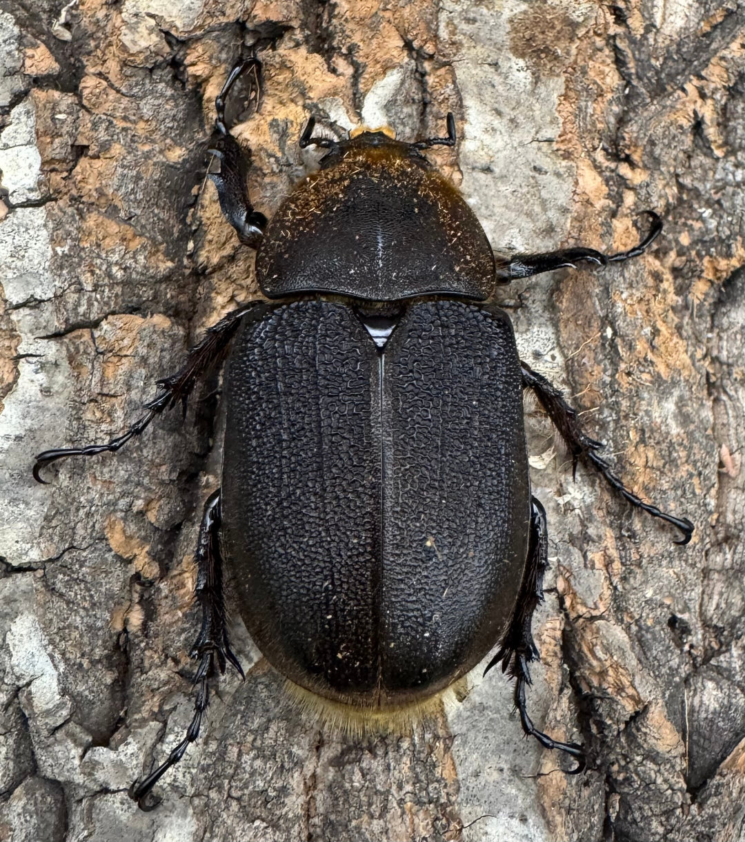 《ヘラクレス・ヘラクレス 130mm ペア》