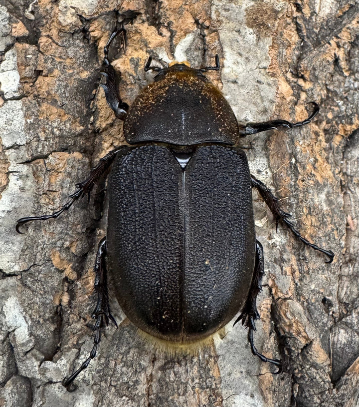 《ヘラクレス・ヘラクレス 130mm ペア》