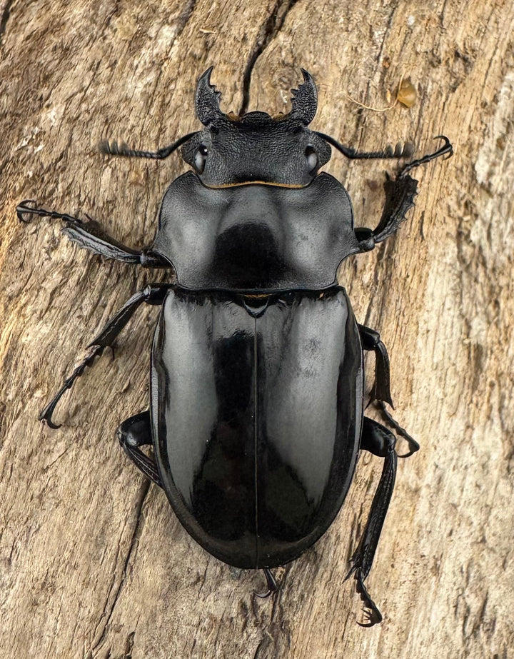 【WD】《インターメディアツヤクワガタ ガントン産 88mm ペア》