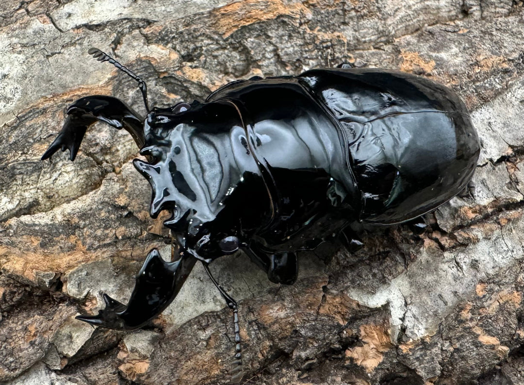 《タランドゥスオオツヤクワガタ 78mm ペア》