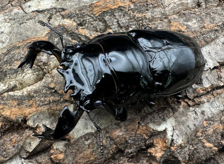 《タランドゥスオオツヤクワガタ 78mm ペア》