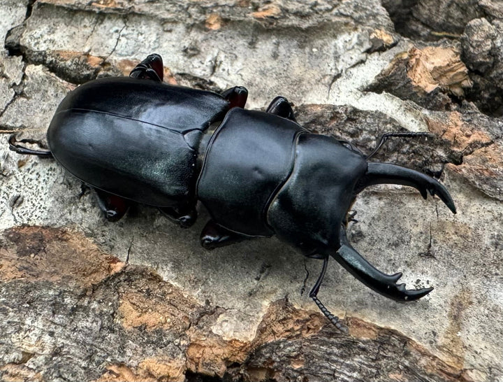 【WD】《アカアシクワガタ亜種chenpengi 遼寧省産 36mm ♂♀♀トリオ》