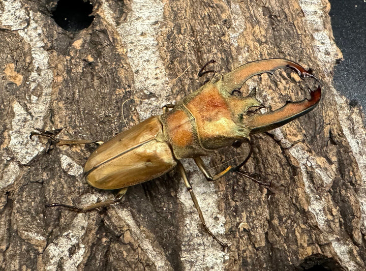 【WD】《ルニフェルホソアカ 48.5mm ♂B品ペア》