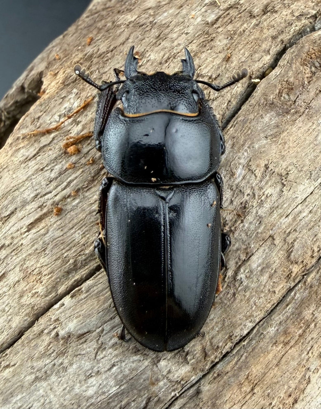 【WF2】《グラキリスノコギリヒラタクワガタ 50.5mm ペア》