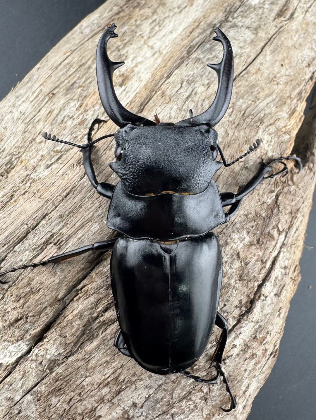 【WD】《スチーブンスツヤ原名亜種 70mm ペア》