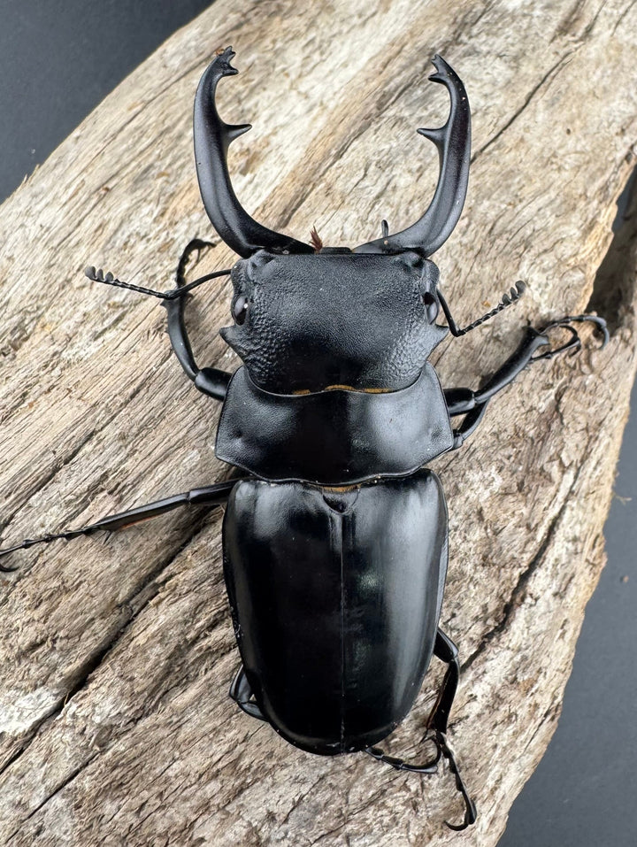 【WD】《スチーブンスツヤ原名亜種 70mm ペア》