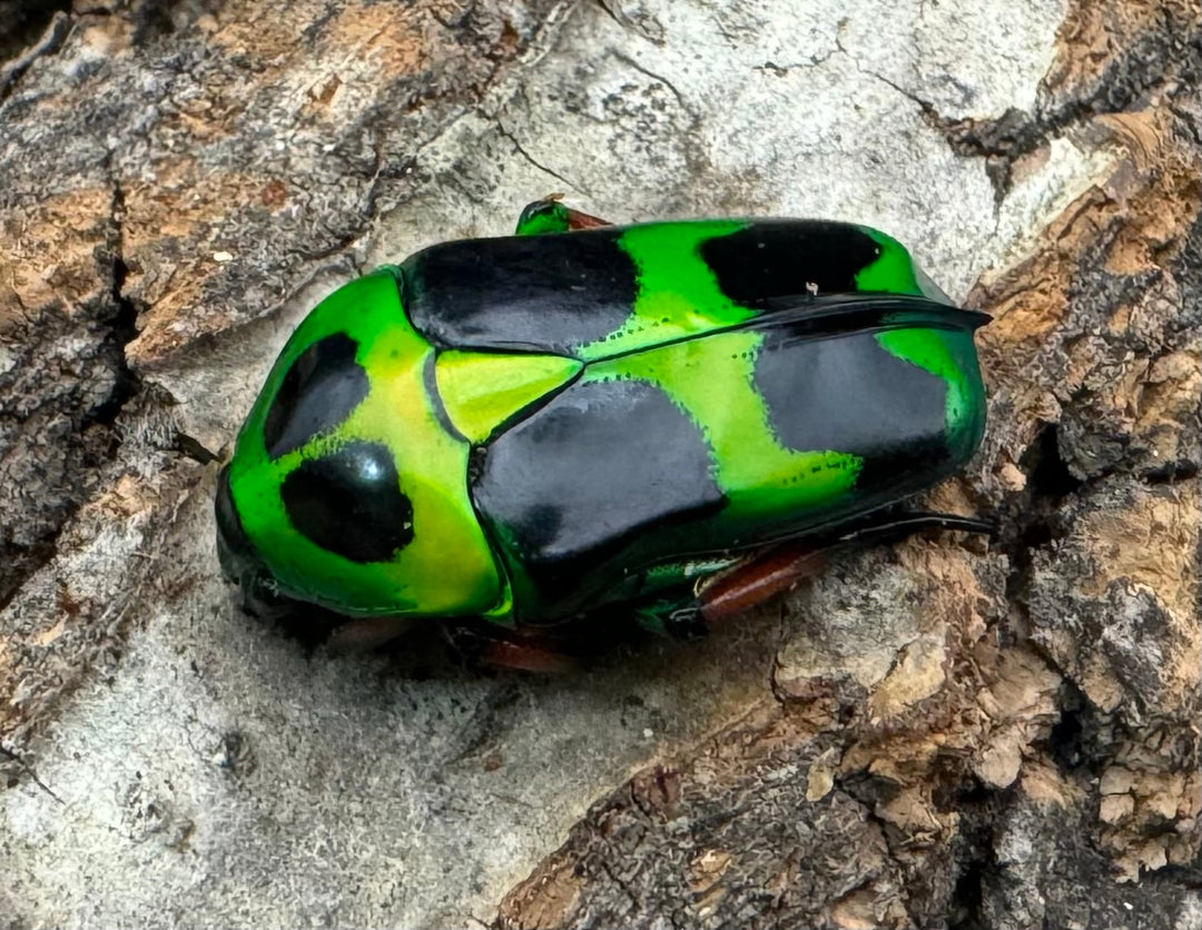 【WD】《マックレーツヤカナブン 赤タイプ ペア》