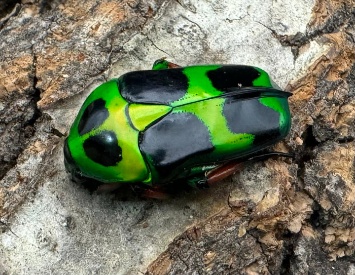 【WD】《マックレーツヤカナブン 赤タイプ ペア》