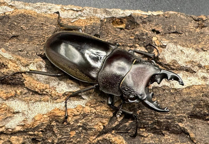 【WD】《ルマウィノコギリ  43mm A'品ペア》