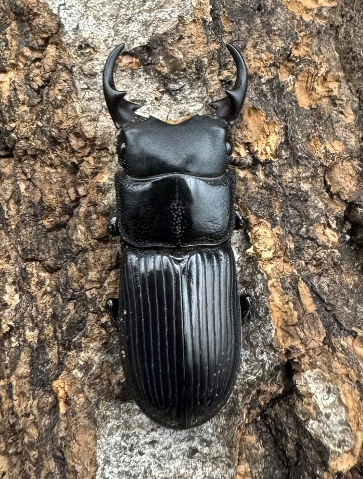 【WD】《ラエビコリスネブト ペア》