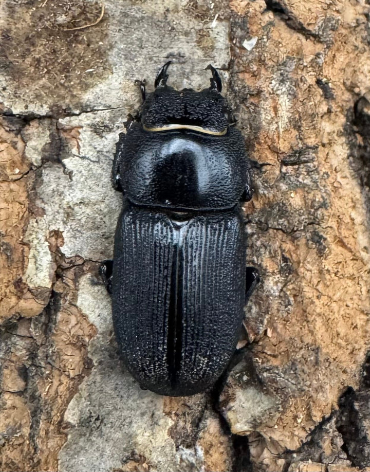 【WD】《ドルクス メンシウス 34ｍｍ ペア》