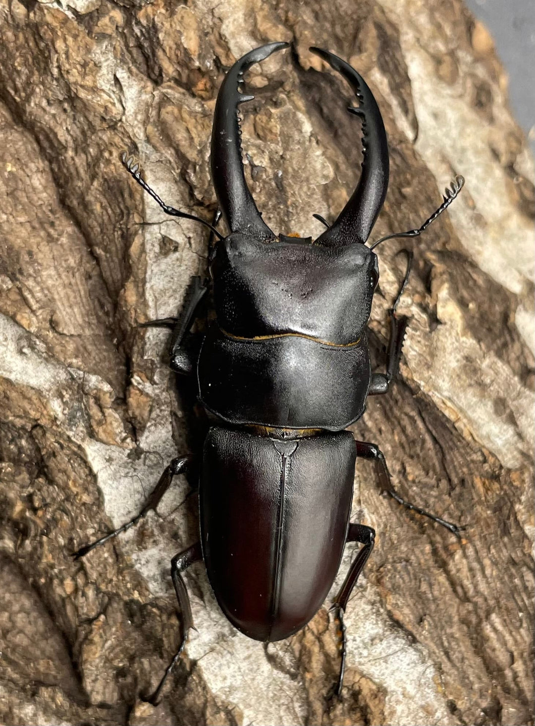 【WD】《グラキリスノコギリヒラタクワガタ 52mm ペア》