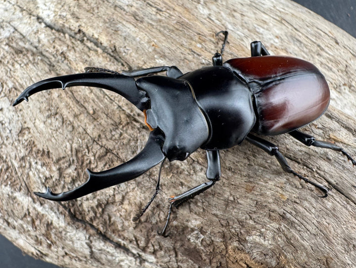 【WD】《マクレイコクワ 雲南省産 60mm ペア》