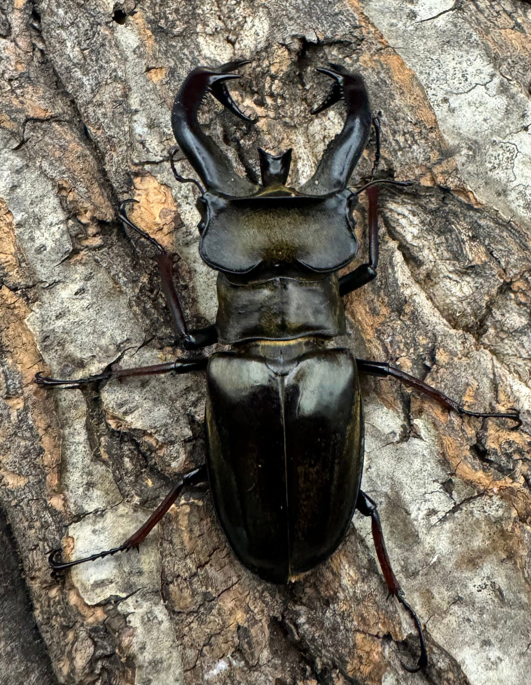 【WD】大型《チェンミヤマ メトク産 75mm ペア》