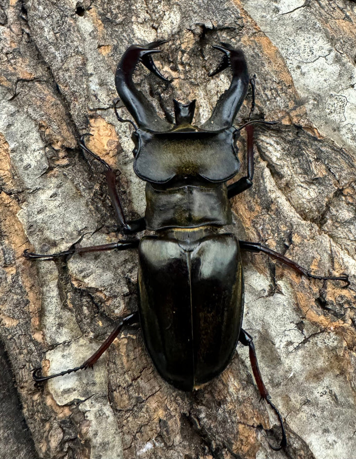 【WD】大型《チェンミヤマ メトク産 75mm ペア》