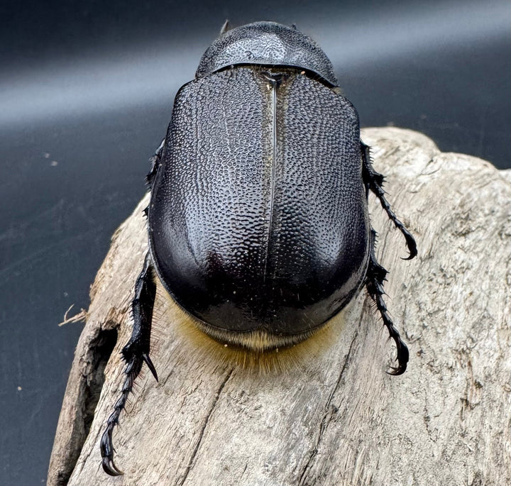 《ネプチューンオオカブト 106mm ペア》