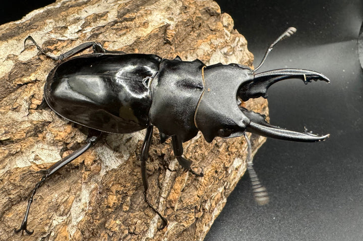 【WD】《ベリコサツヤクワガタ 73.5mm ペア》