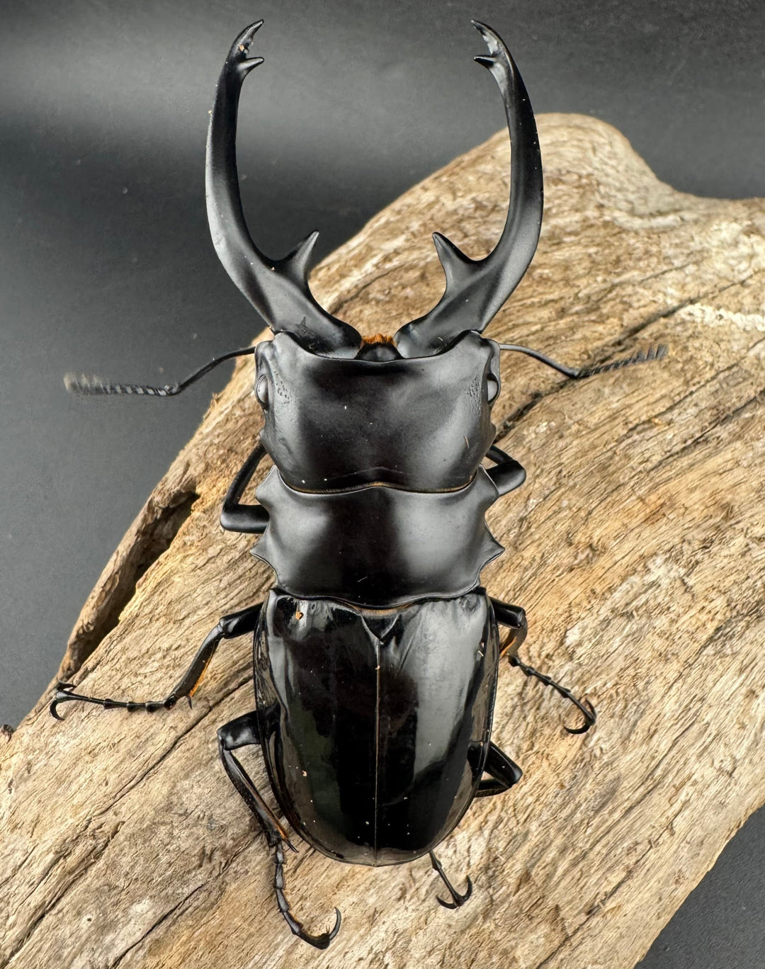 【WD】《インターメディアツヤクワガタ ネグロス島産 95mm ペア》