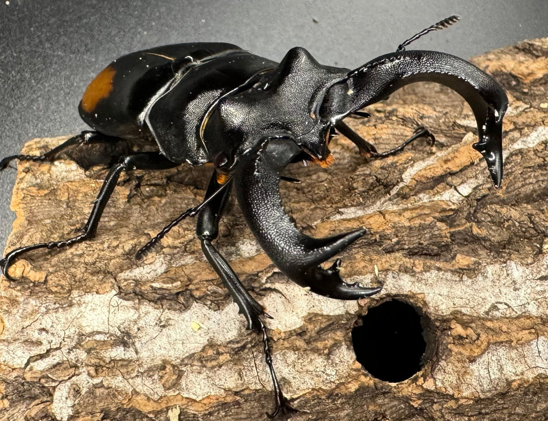 【WD】《セアカフタマタ（パリーフタマタ） 80mm ペア》