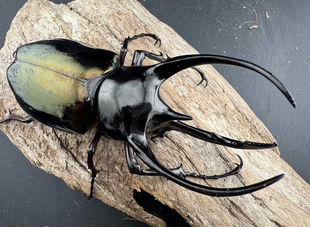 【WD】《ジャワコーカサスオオカブト 103mm ペア》