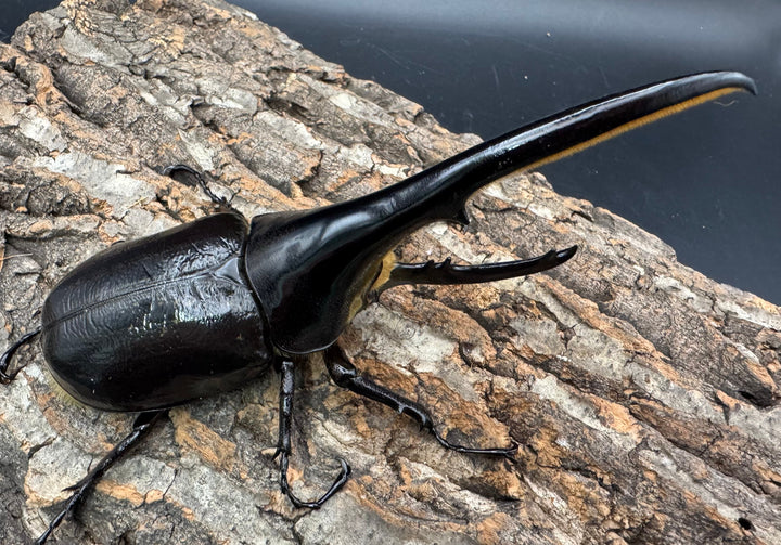 《ヘラクレス・ヘラクレス 145mm ペア》