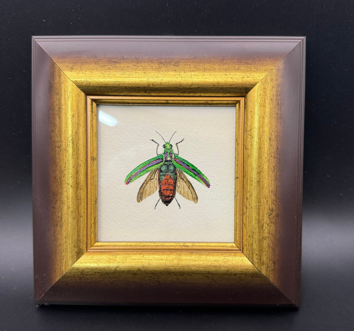 標本画（タマムシ）【額付き】