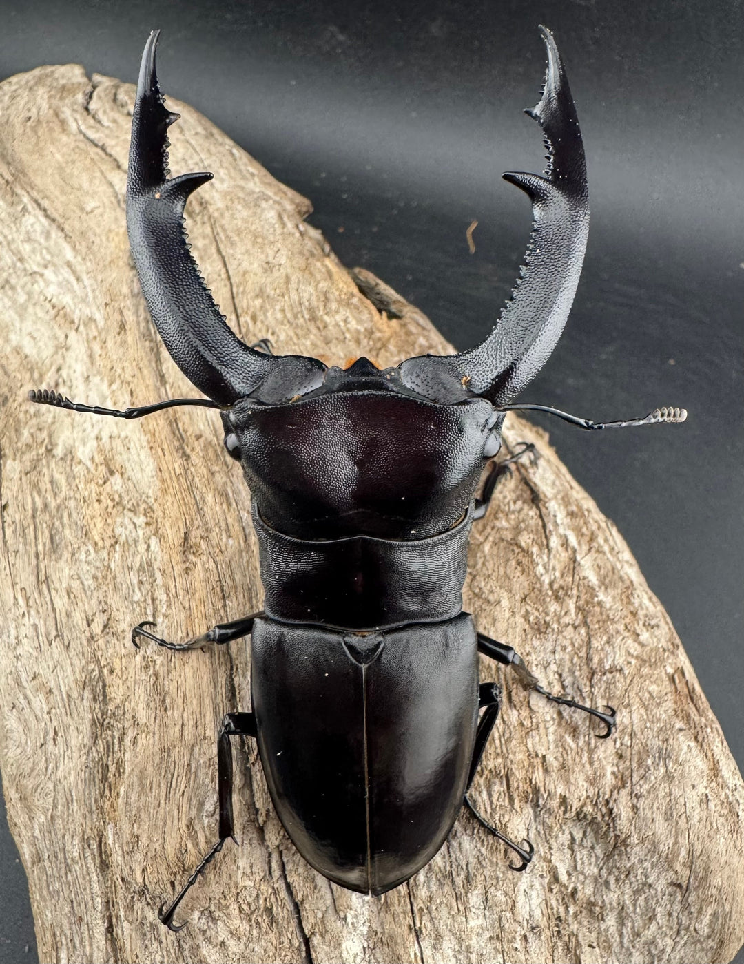 【WD】《マンディブラリスフタマタ 107mm ペア》