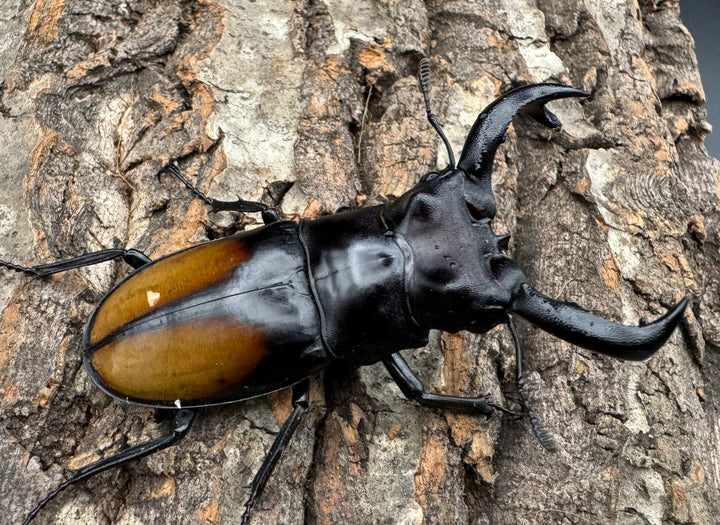 【WD】《セアカフタマタ（パリーフタマタ） 77mm A’品ペア》