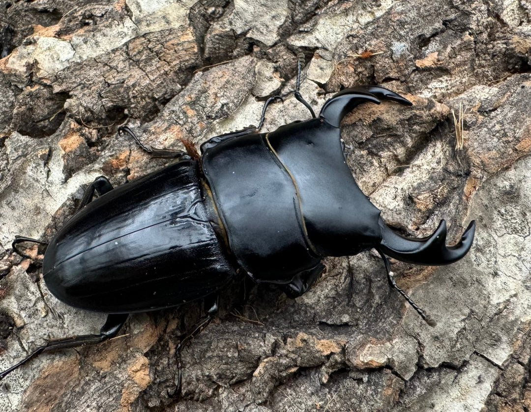 【WD】《ジャワパリーオオクワ 70mm ペア》