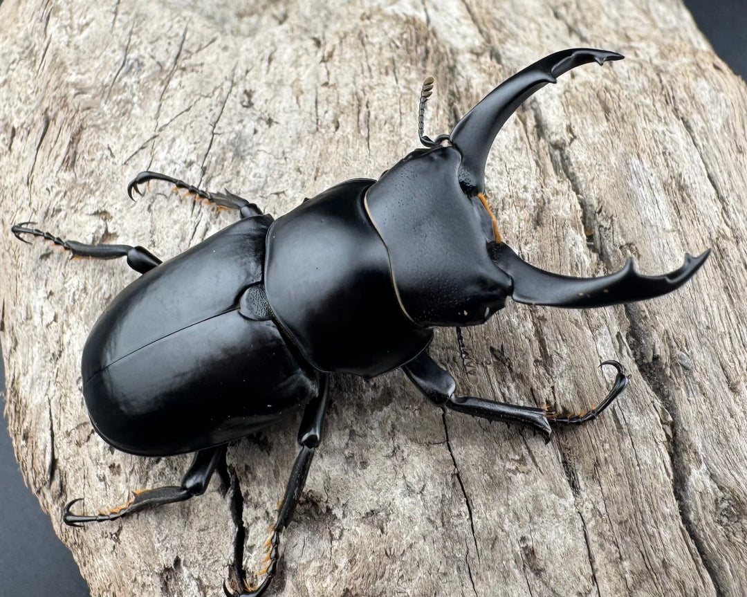 【WD】《ブラナウンコクワ 福貢県産 50mm ペア》