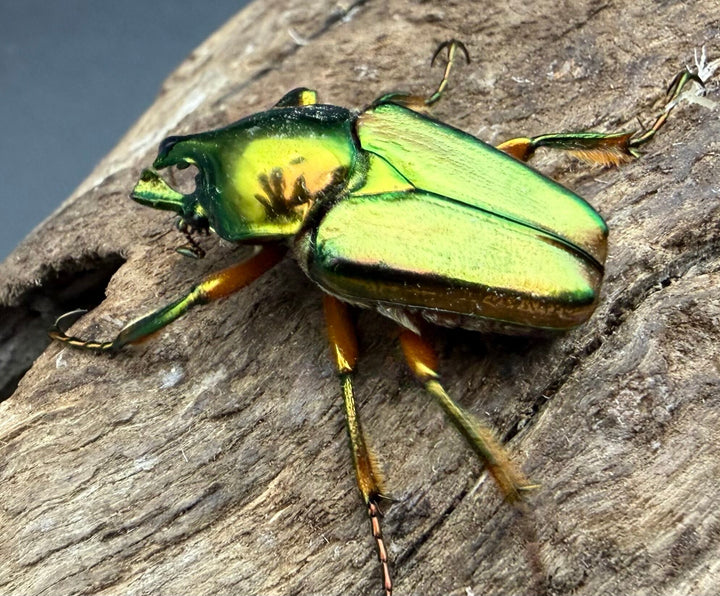 【WD】《カミングヒメカブトハナムグリ ペア》