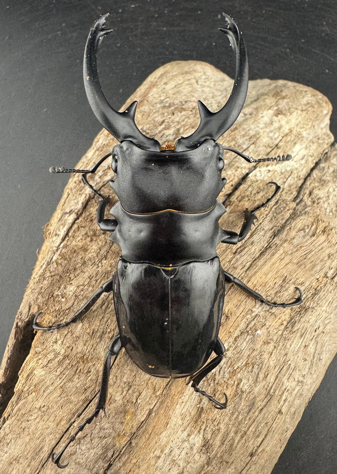 【WD】《インターメディアツヤクワガタ ガントン産 90mm ペア》