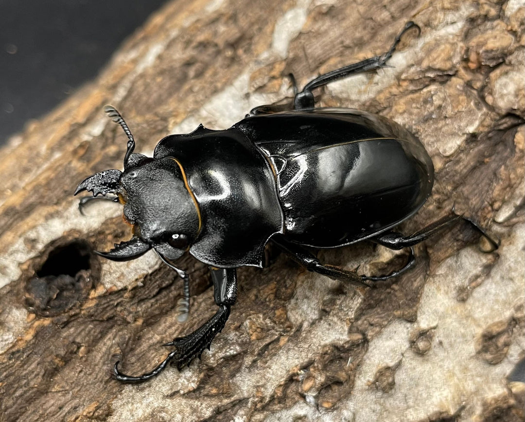 【WD】超大型大歯《インターメディアツヤクワガタ 98mmUP ペア》