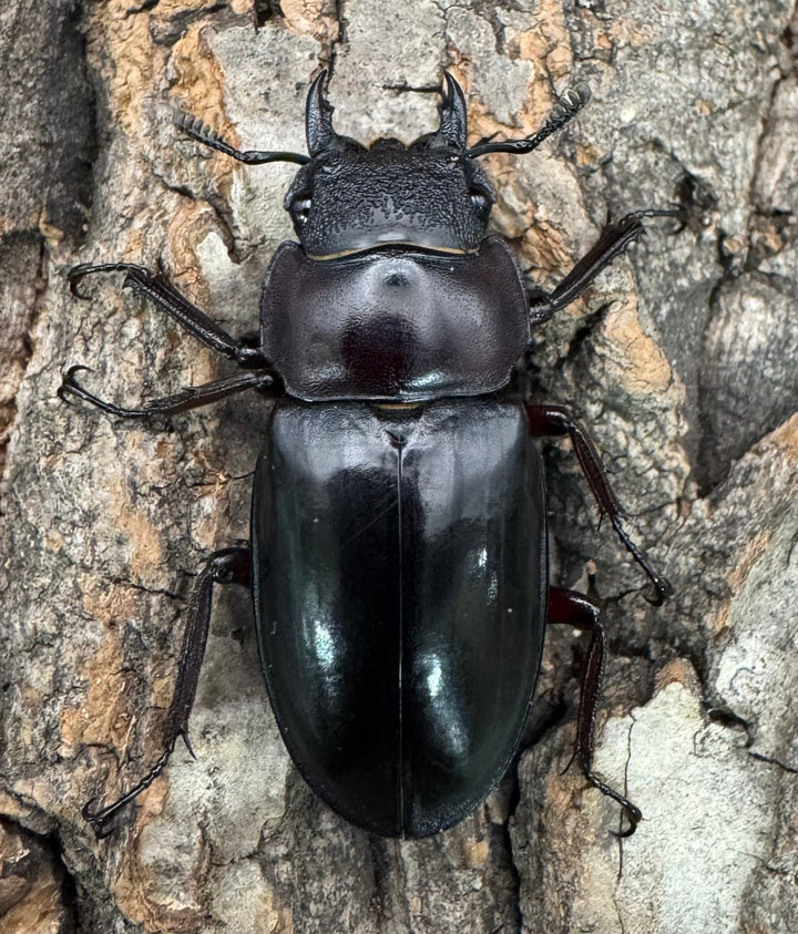 【WD】《パリーフタマタ亜種エロンガトゥス 62.5mm ペア》