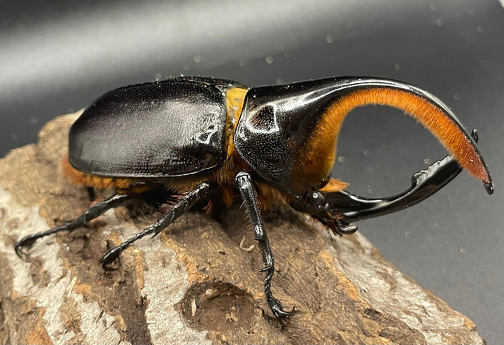 《サタンオオカブト 97mm ペア》